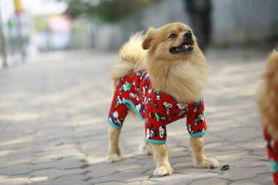 Tết này Boss xinh lung linh nhờ mặc quần áo cho chó từ FamiPet