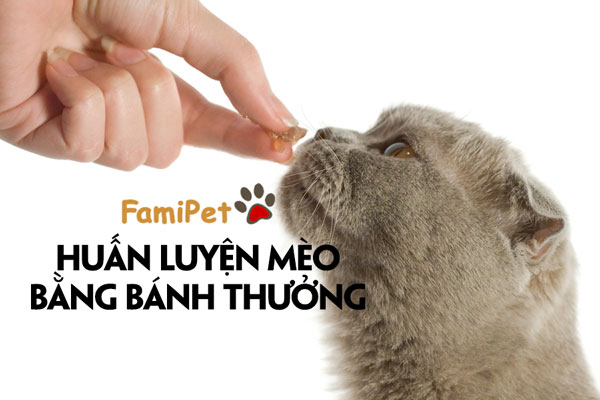 Bí kíp sử dụng bánh thưởng cho mèo trong huấn luyện