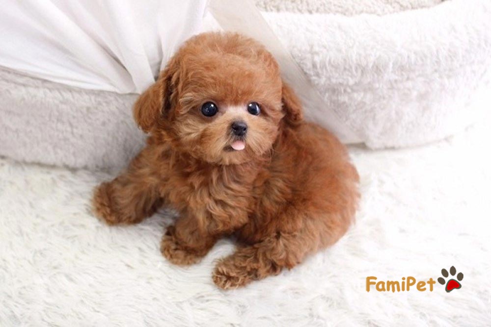 Bàng hoàng với cách chăm sóc Poodle của người Pháp Famipet.vn