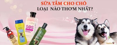 Sữa tắm cho chó loại nào thơm nhất?