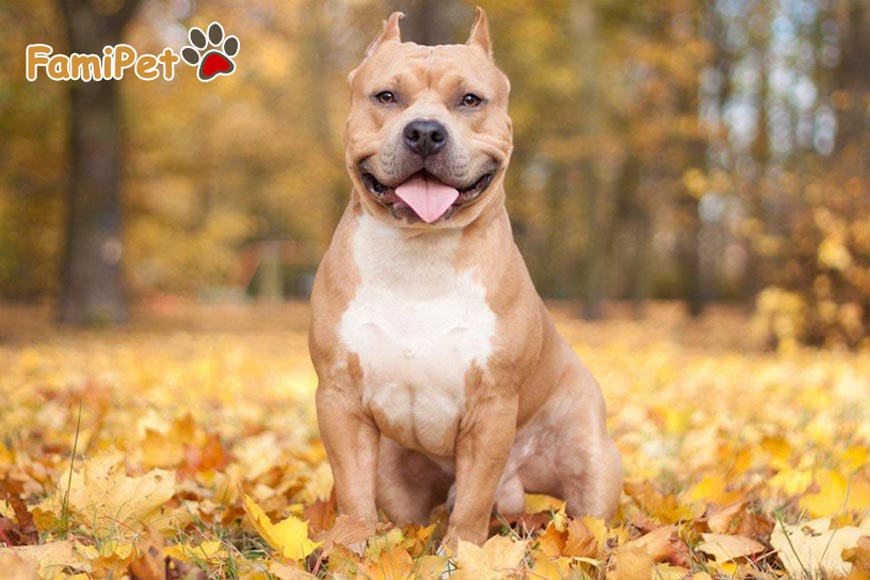 Chó Pitbull - Nguồn Gốc, Giá Bán Và Cách Huấn Luyện Pit bull