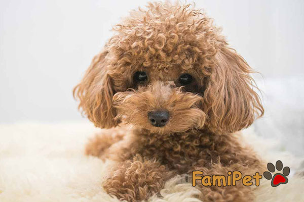 Sữa tắm cho chó Poodle nâu: Hiếm có khó tìm?!