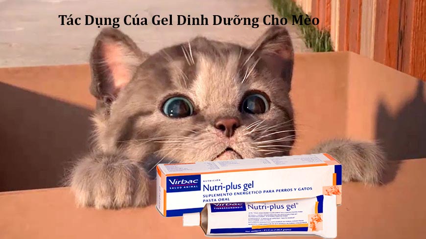 Ngạc nhiên trước tác dụng của gel dinh dưỡng cho mèo!