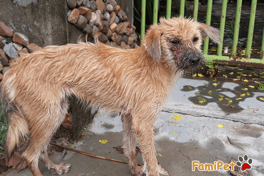 Lời cầu cứu: Xin đừng tắm cho chó bằng nước rửa bát!