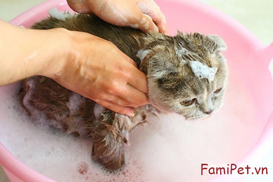 Làm sao để tắm cho mèo?