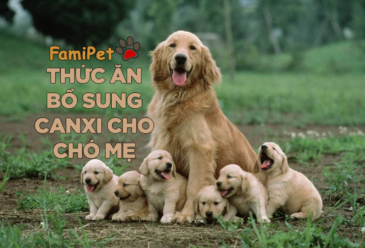 Thức ăn bổ sung canxi cho chó mẹ và những điều cần biết