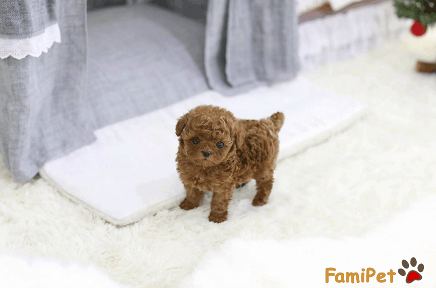 Lưu ý khi chọn thức ăn cho chó Toy Poodle