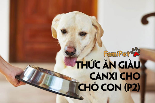 Khám phá thức ăn giàu canxi cho chó con nhất (phần 2)