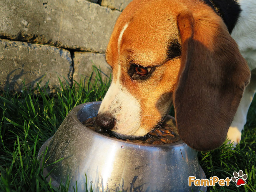 Thức ăn hạt cho chó loại nào phù hợp với chó nhà bạn?
