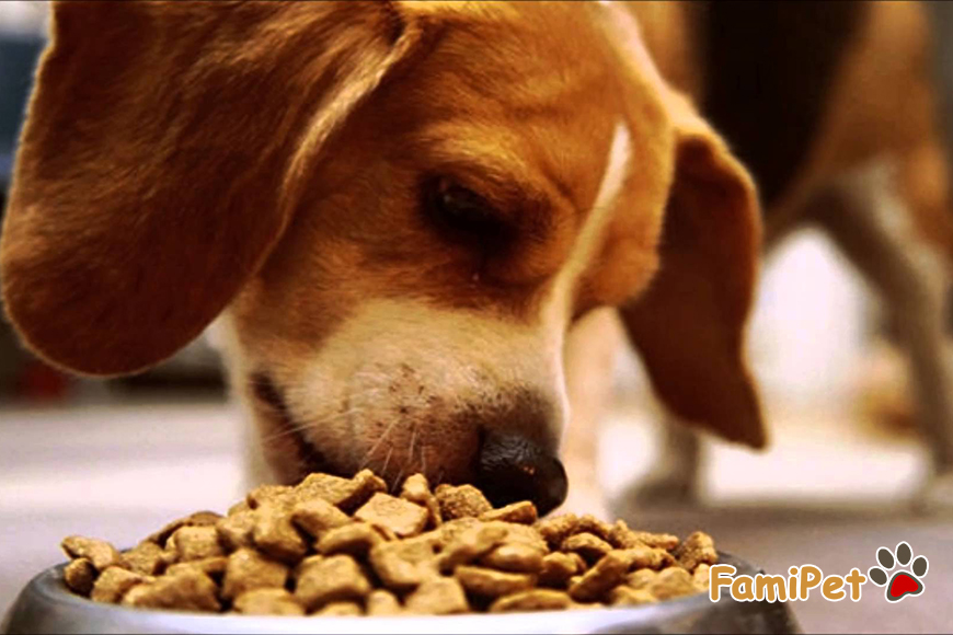Cách sử dụng thức ăn khô cho chó SmartHeart như thế nào?