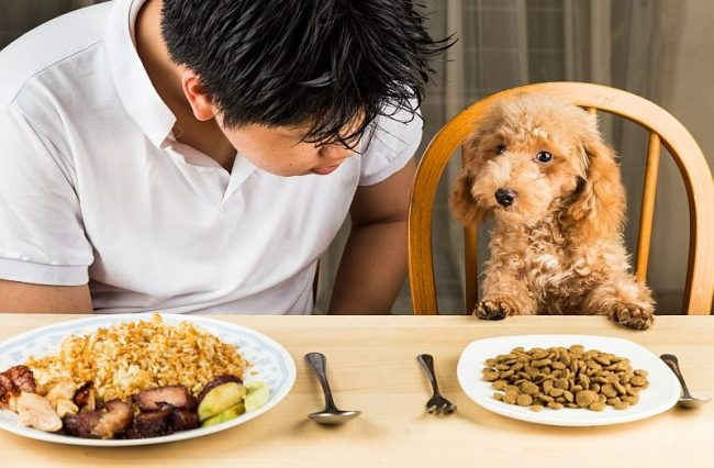 Bật mí lý do nên chọn thức ăn khô cho thú cưng của bạn