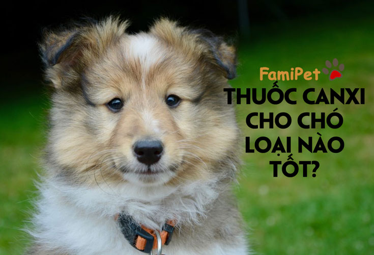 Bạn đã biết thuốc canxi cho chó loại nào tốt chưa?