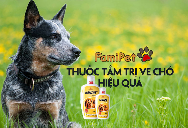 Bạn đã biết thuốc tắm trị ve chó Hantox tốt thế nào chưa?