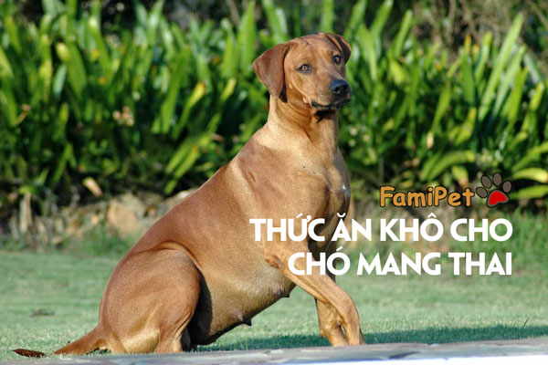 Top 3 loại thức ăn khô cho chó mang thai cực chất!!