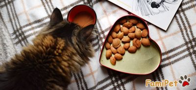 Tự làm thức ăn cho mèo như thế nào để bữa ăn đủ dinh dưỡng