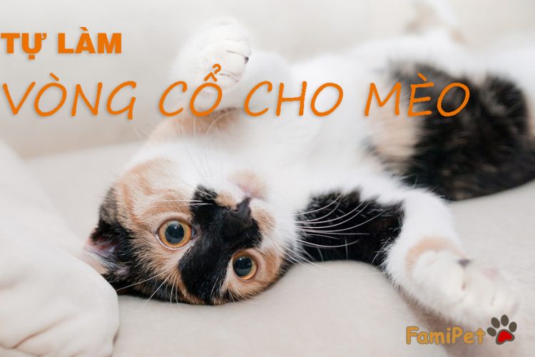 Tự làm vòng cổ cho mèo cưng của bạn, tại sao không?