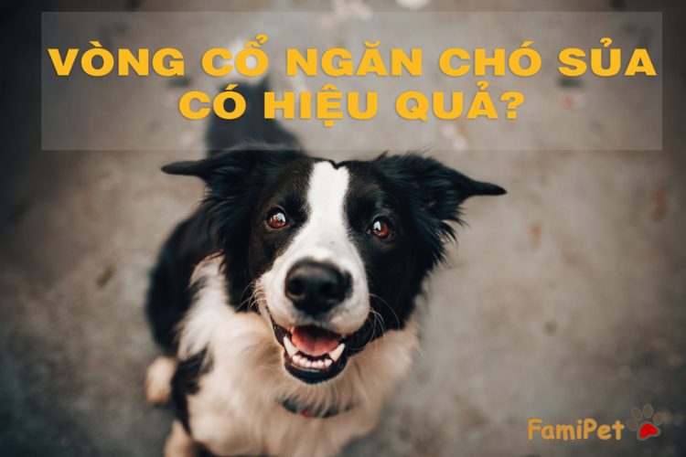 Vòng cổ ngăn chó sủa có thực sự hiệu quả hay không?