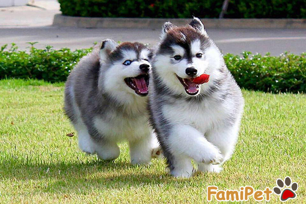 chó alaska bị ghẻ
