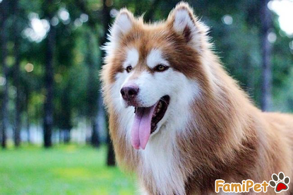 chó alaska bị ghẻ