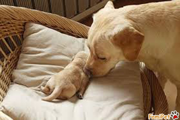 chăm sóc chó mẹ