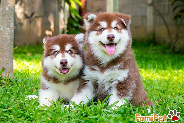 chó alaska bị ghẻ