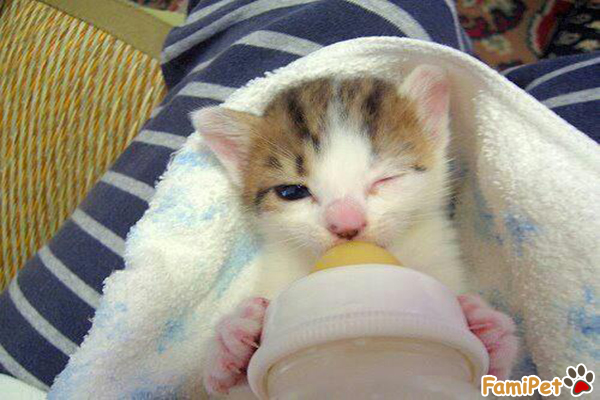 sữa cho mèo con