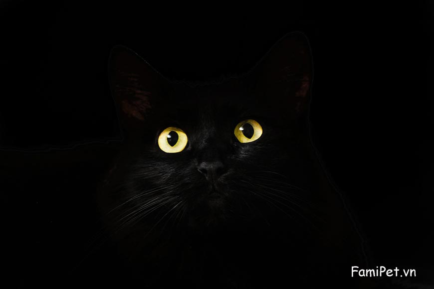 CÁCH ĐUỔI MÈO HOANG 2