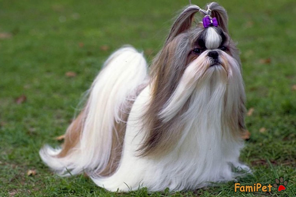 Bí quyết lựa chọn sữa tắm cho chó lông dài