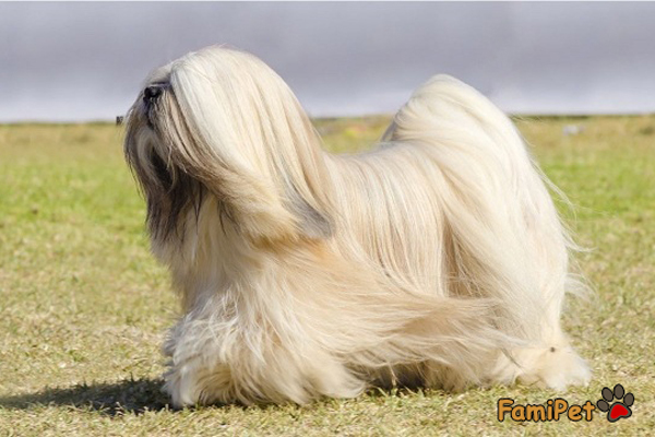 Bí quyết lựa chọn sữa tắm cho chó lông dài