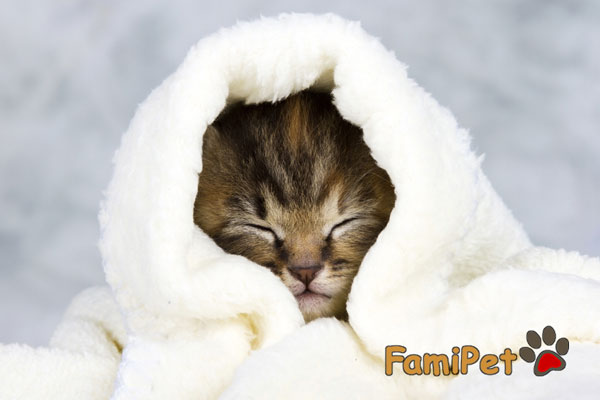 mèo bị cảm lạnh