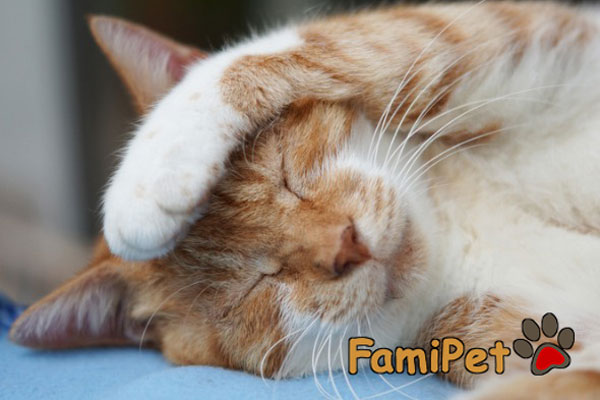 mèo bị cảm lạnh