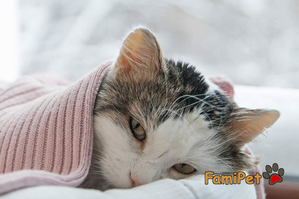 mèo bị cảm lạnh