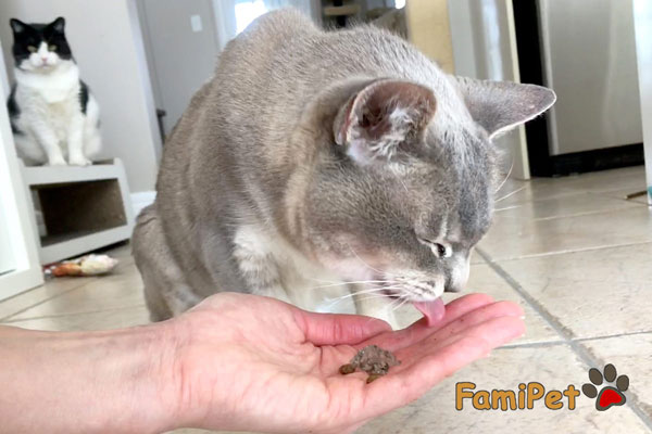 mèo bị cảm lạnh