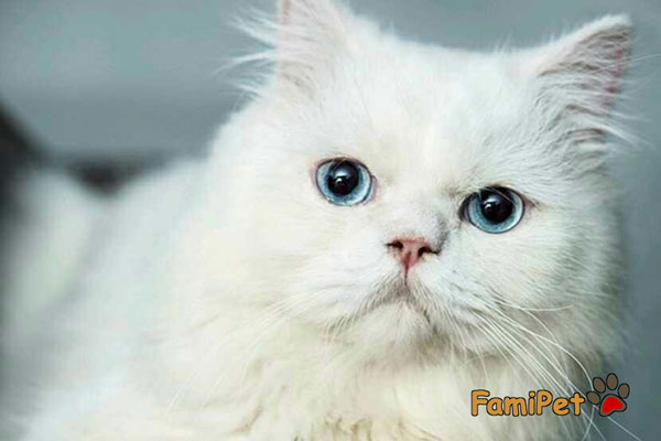 sữa tắm cho mèo lông trắng