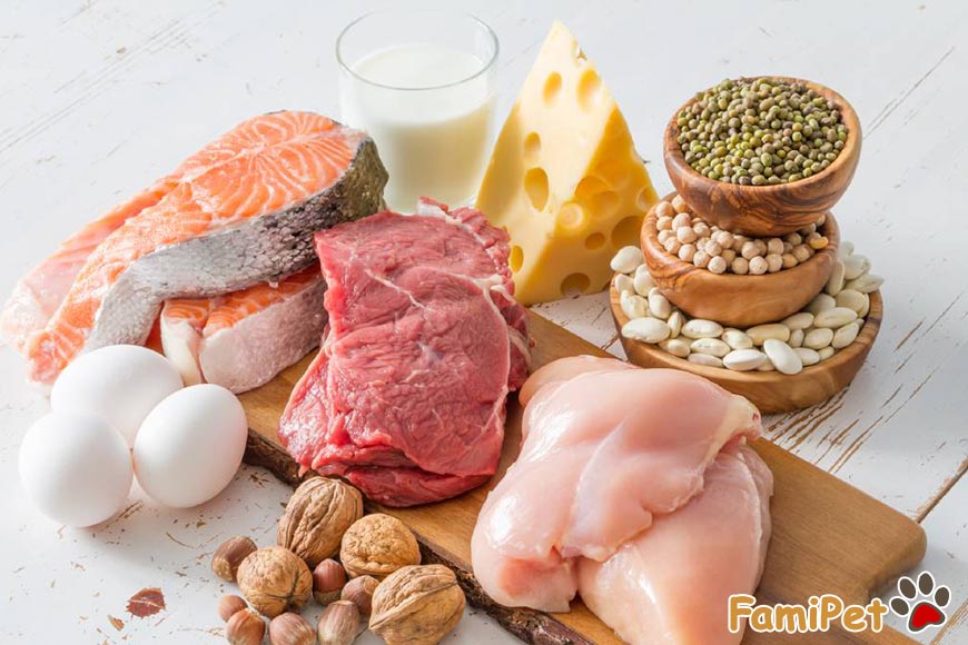 Chế độ ăn cho chó theo loại thức ăn 2