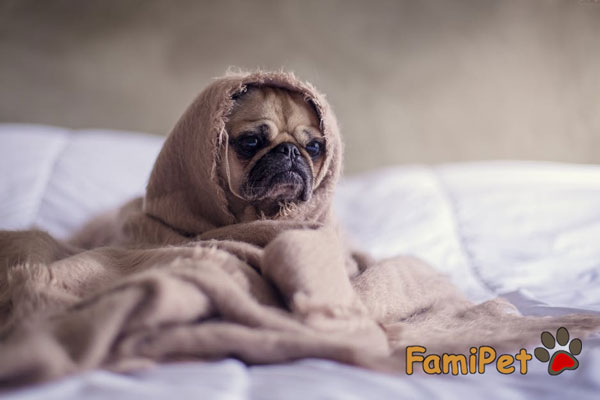 Cách Điều Trị Bệnh Ho Cũi Chó