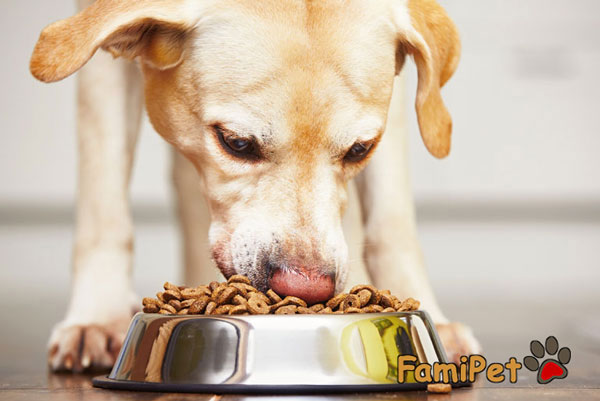 Nhiều bữa một ngày sẽ giúp chó khỏe mạnh