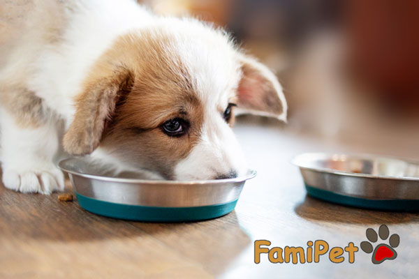 chăm sóc chó con mới tách mẹ