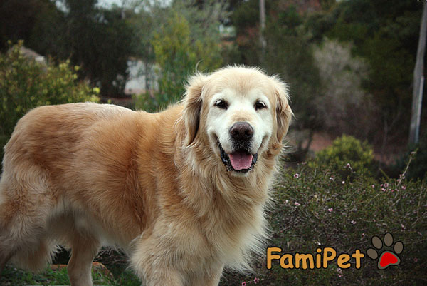 chó golden retriever giá bao nhiêu