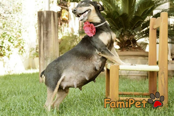 chó mang thai ăn gì