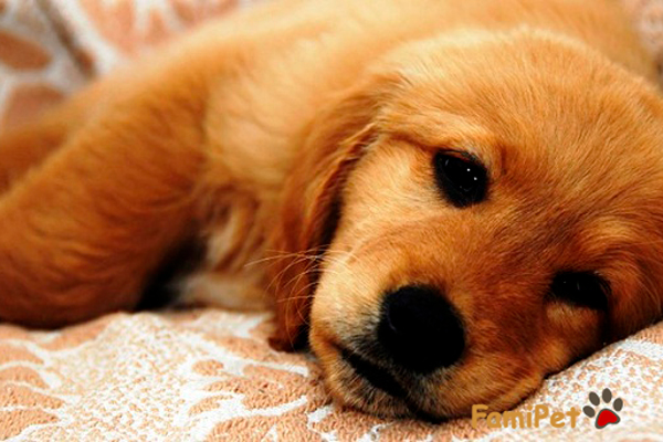 Chó ốm cho ăn gì? Hướng dẫn chăm sóc chó bị ốm hiệu quả