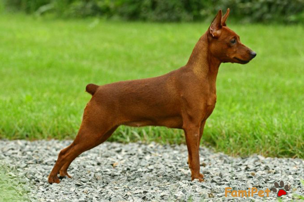Chó Phốc ăn gì? Dinh dưỡng phát triển toàn diện cho chó Phốc
