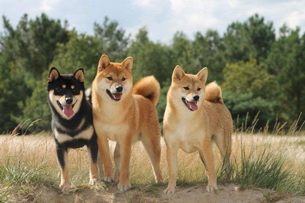 Chế độ dinh dưỡng cho chó Shiba Inu phát triển toàn diện 1