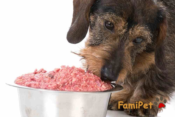 Giải mã những ưu điểm của thức ăn ướt cho chó