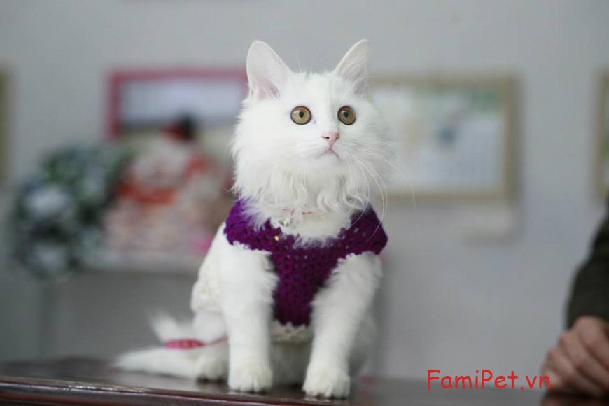 99+ Váy Cho Mèo và Chó Đẹp Nhất, Mẫu Mã Mới Hàng Tuần