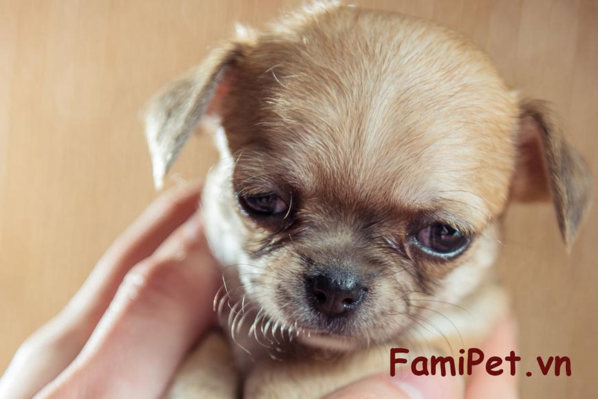 Chế độ ăn cho chó theo độ tuổi 1