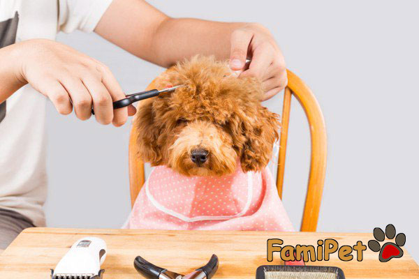 Lông máu chó Poodle là gì? Cạo đi hay giữ lại?