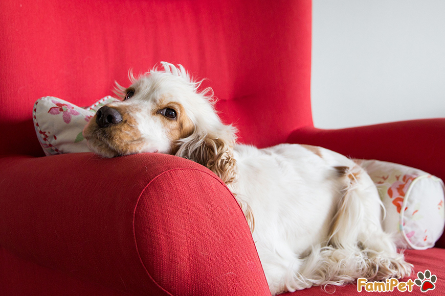 nguyên nhân và cách chữa nấm da cho chó