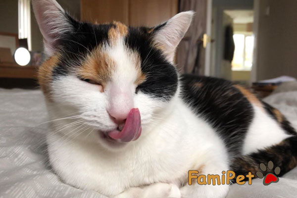 mèo bị bệnh hô hấp