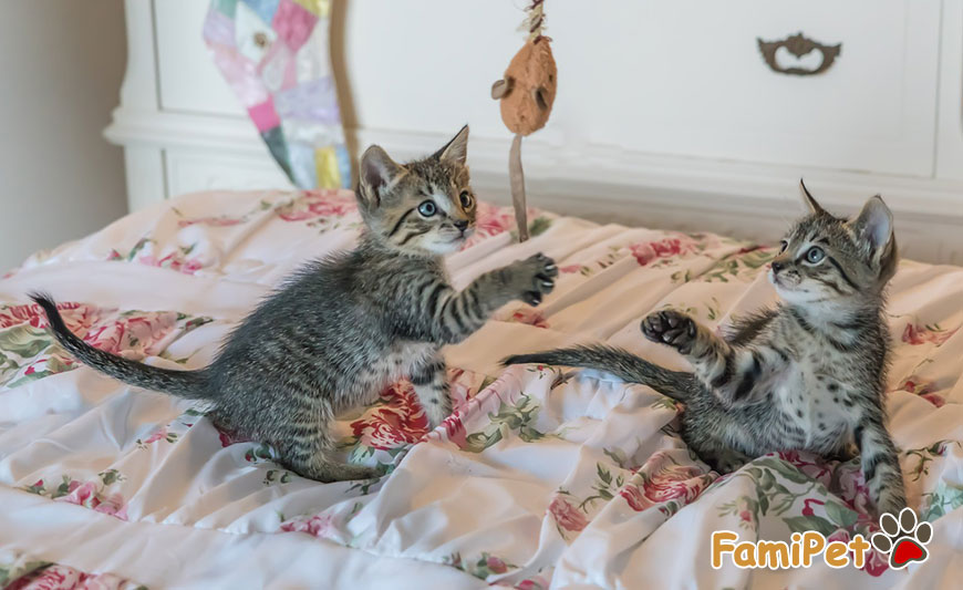 Mèo thích chơi gì?